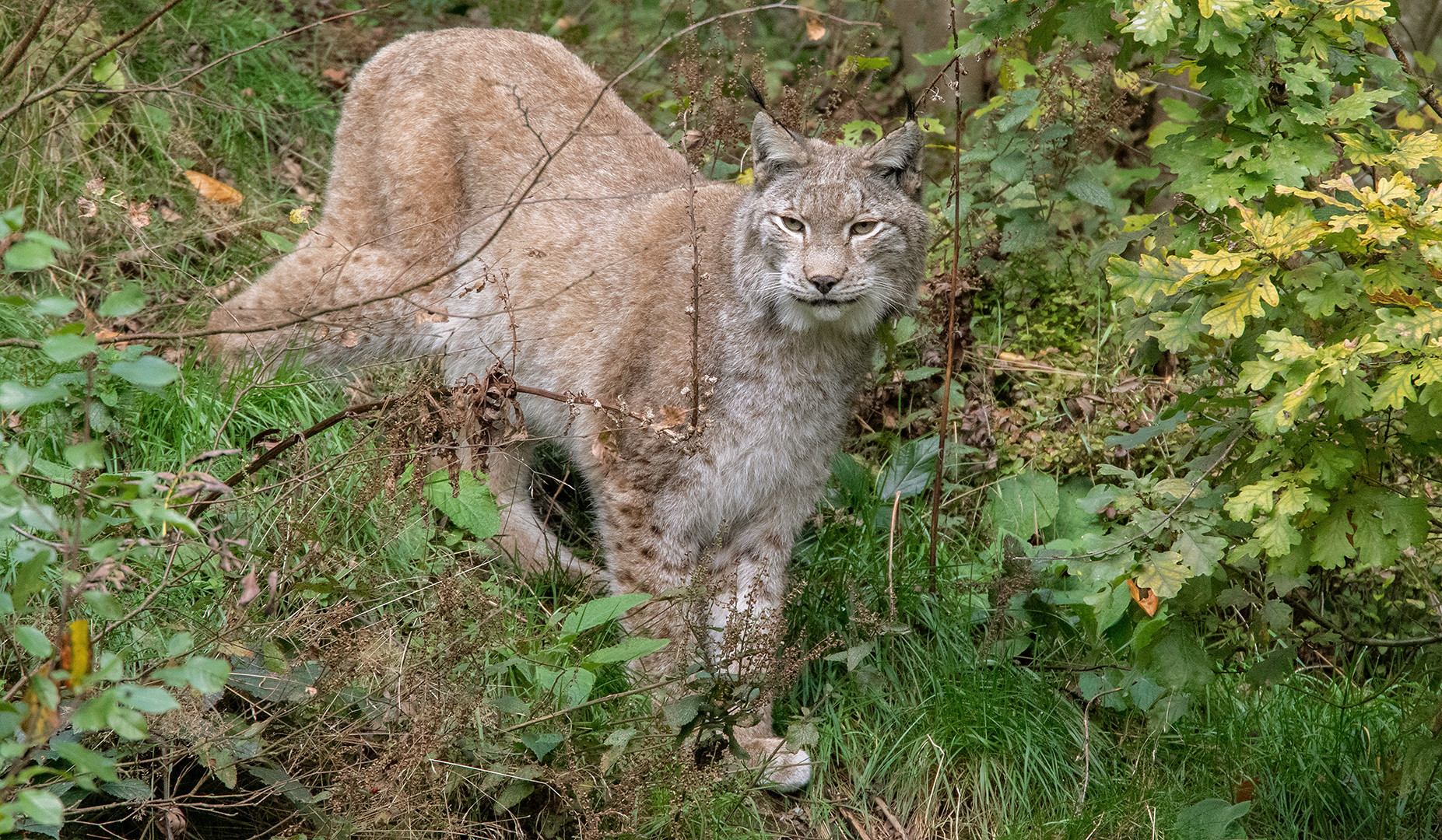 Luchs 002 