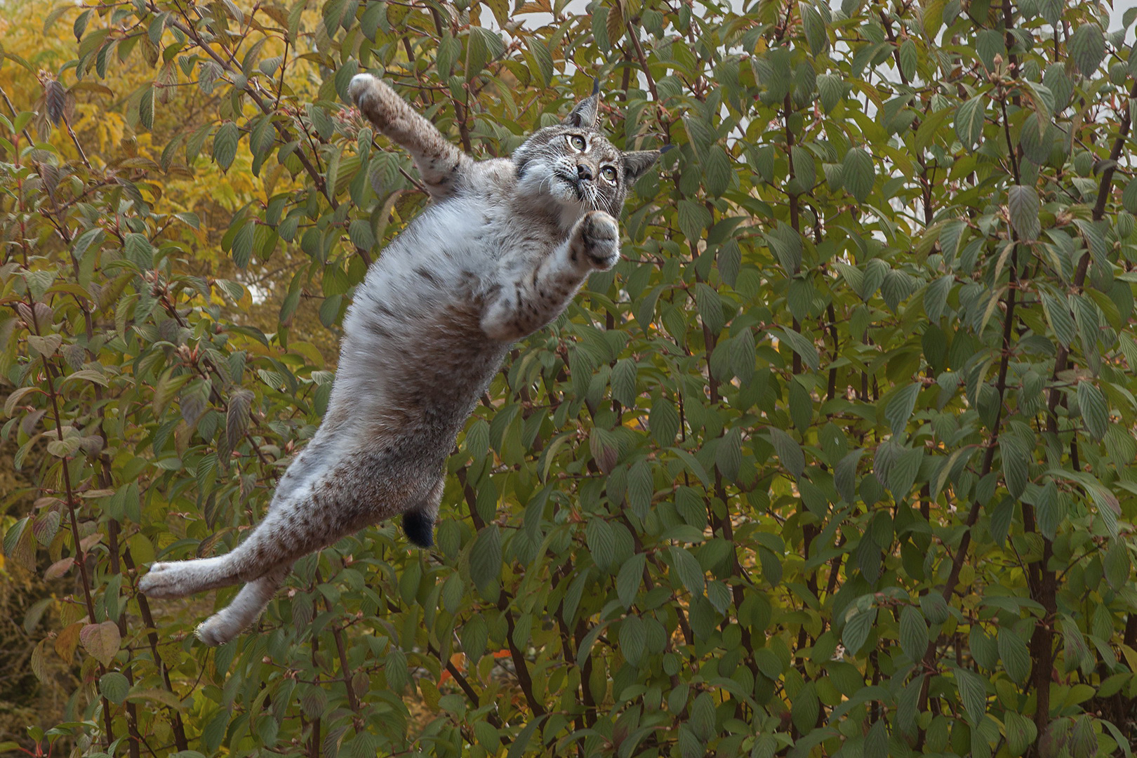 Luchs 002a