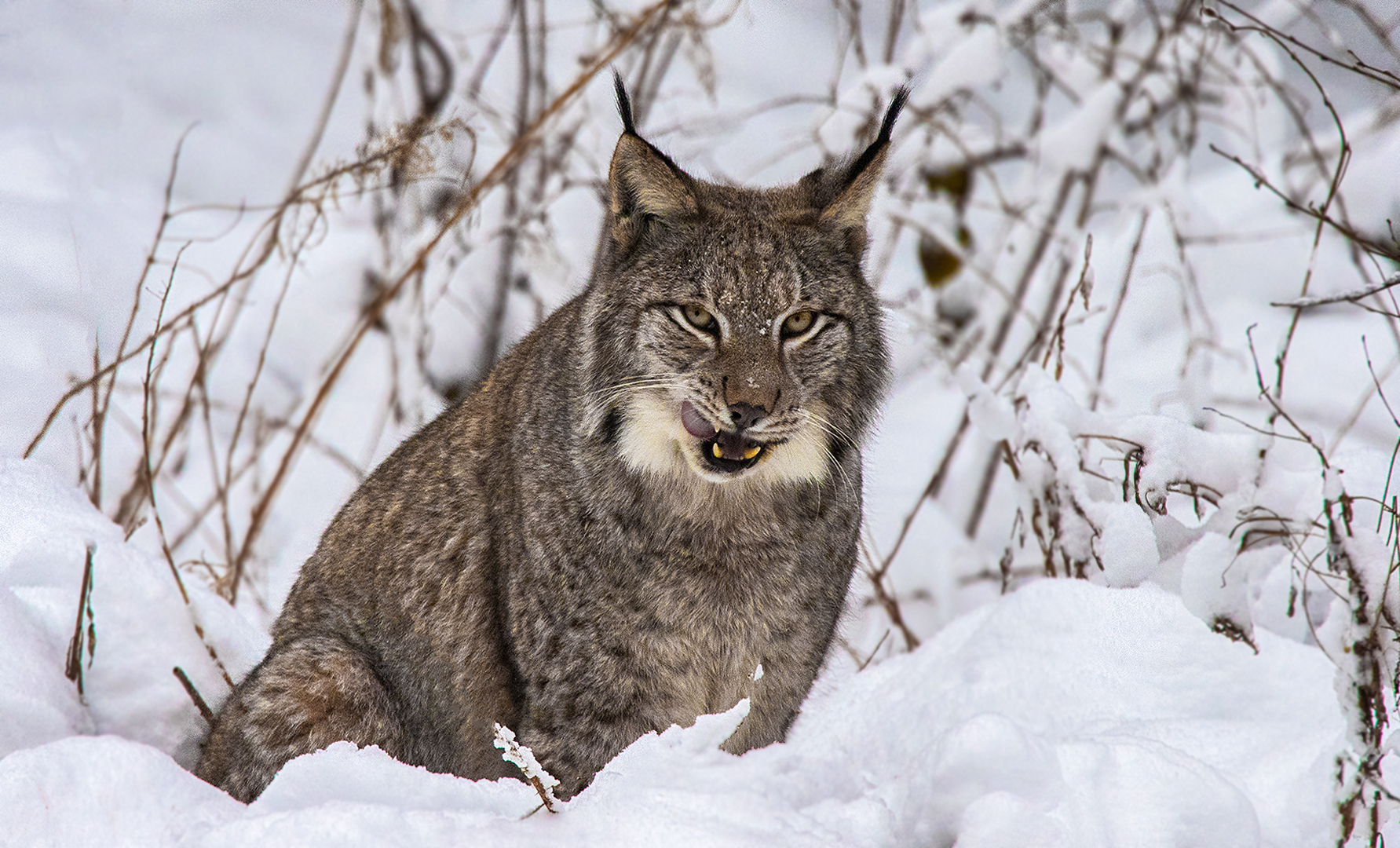 Luchs 003