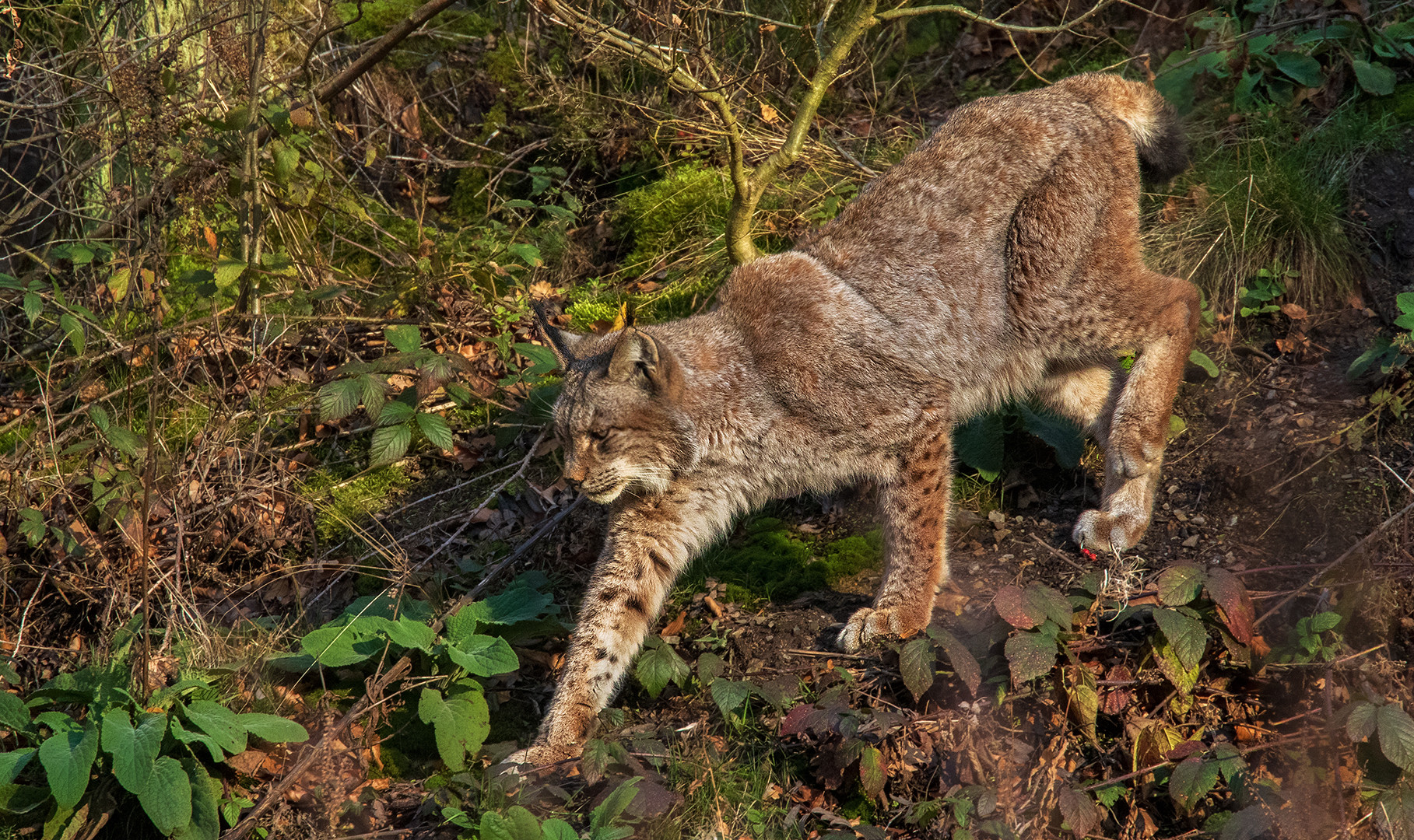 Luchs 004 