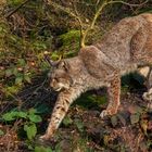 Luchs 004 