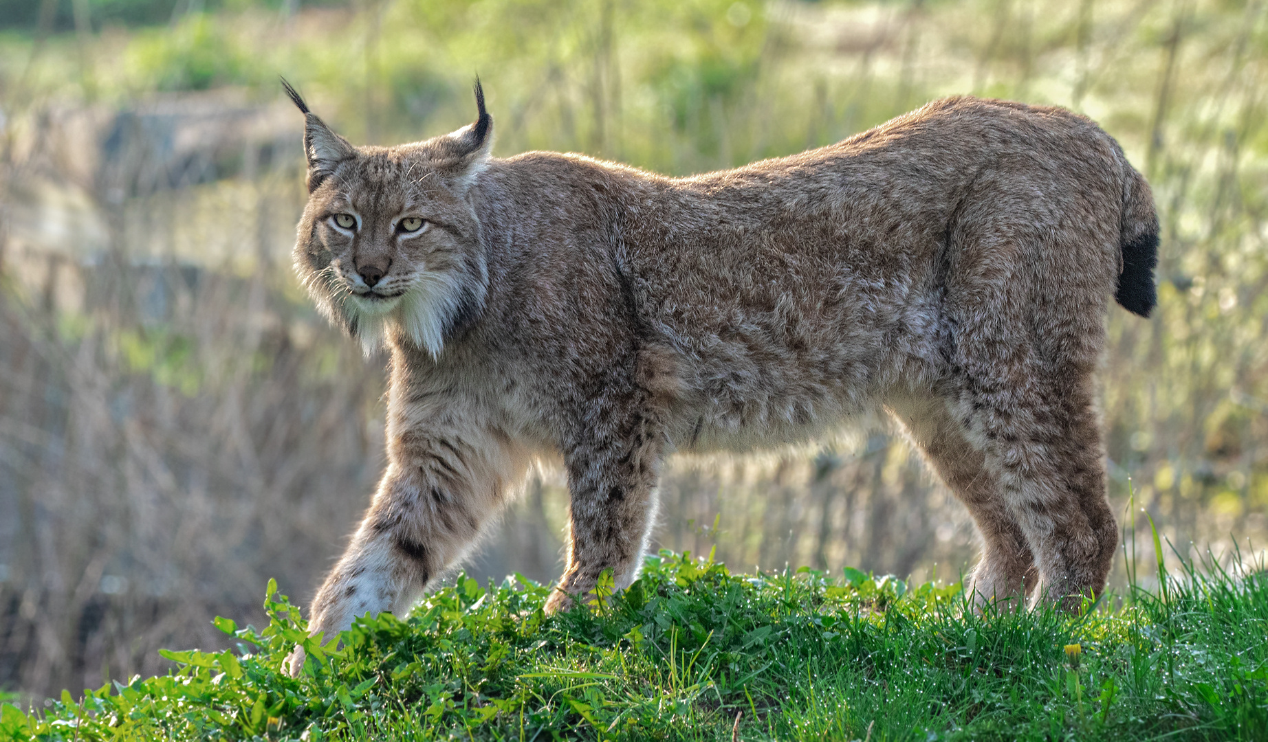 Luchs 004 Foto & Bild | deutschland, europe, nordrhein- westfalen