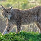 Luchs 004