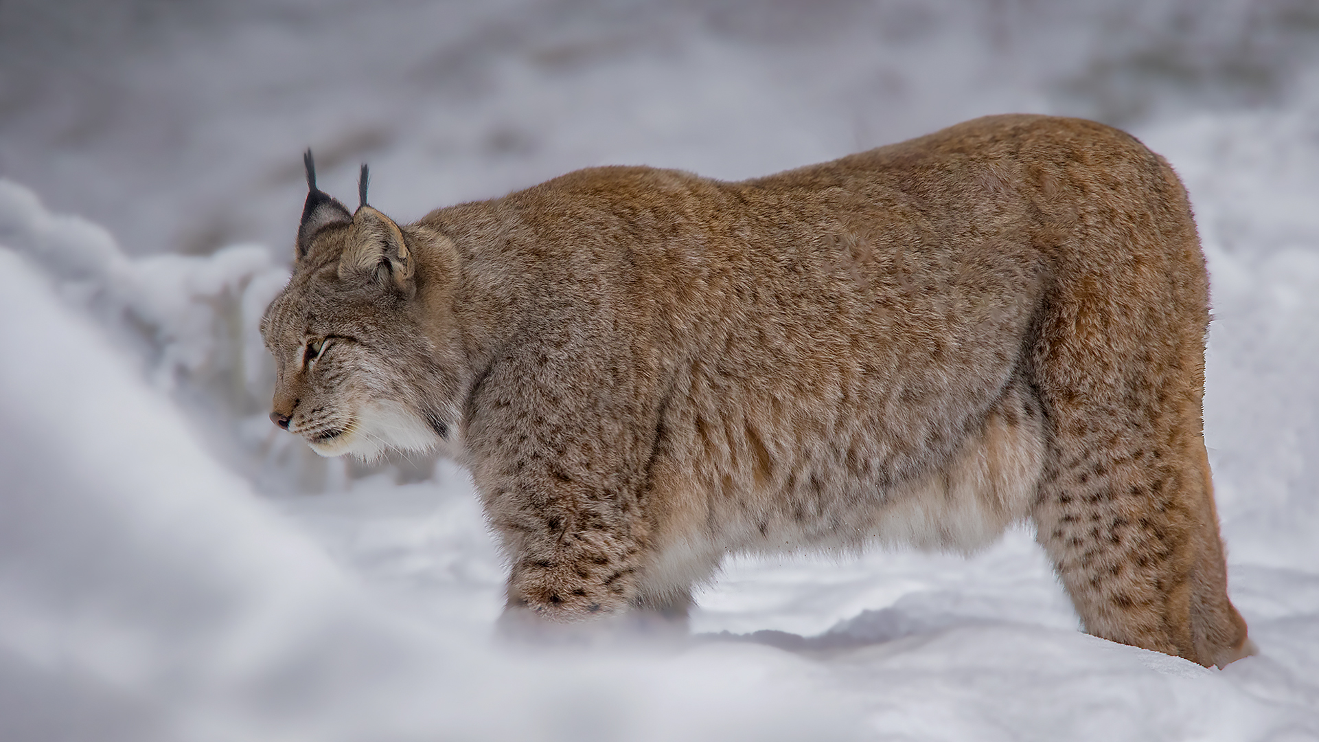 Luchs 004a