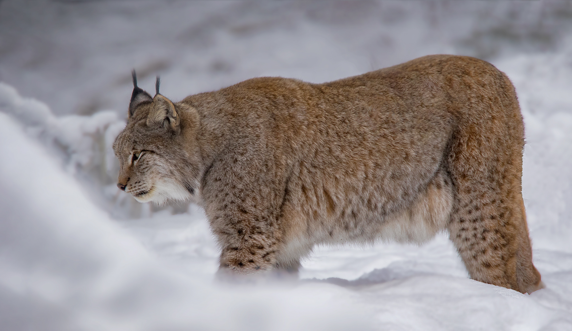 Luchs 004a