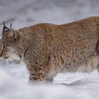 Luchs 004a