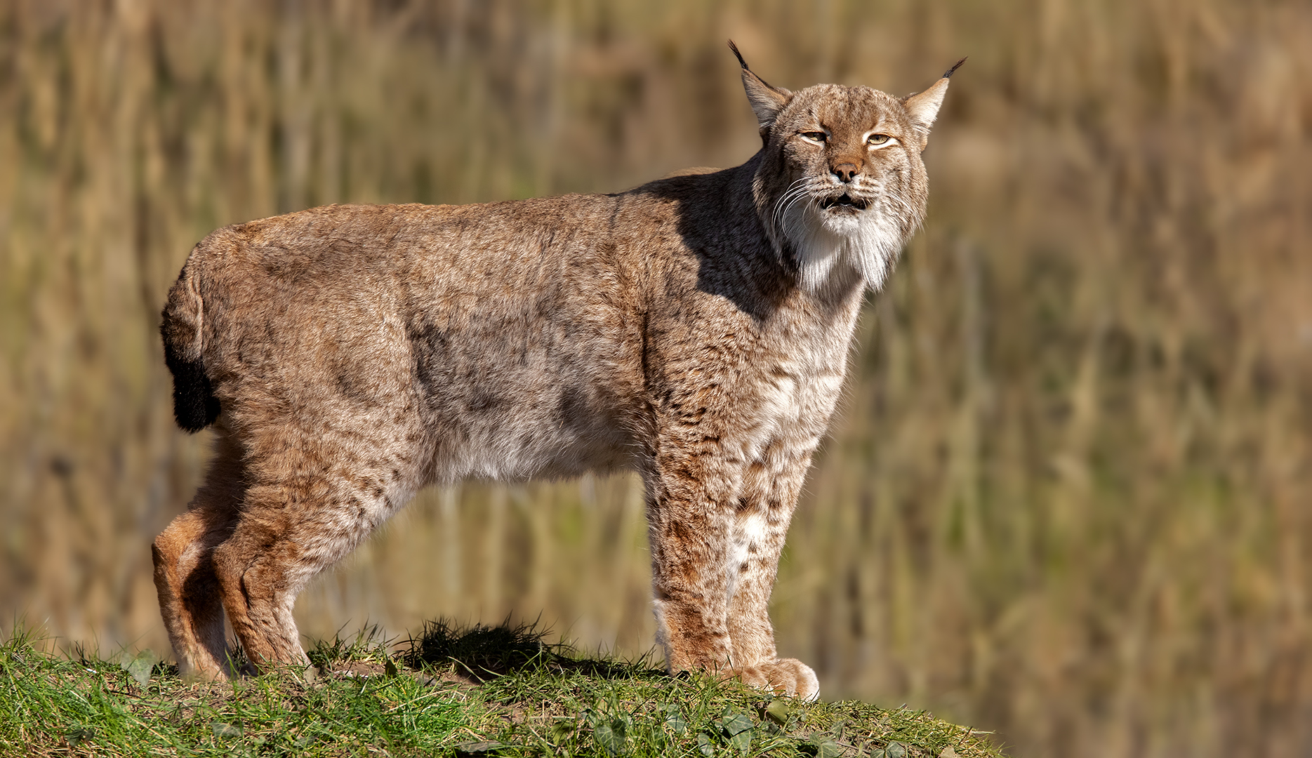 Luchs 005 