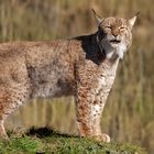 Luchs 005 