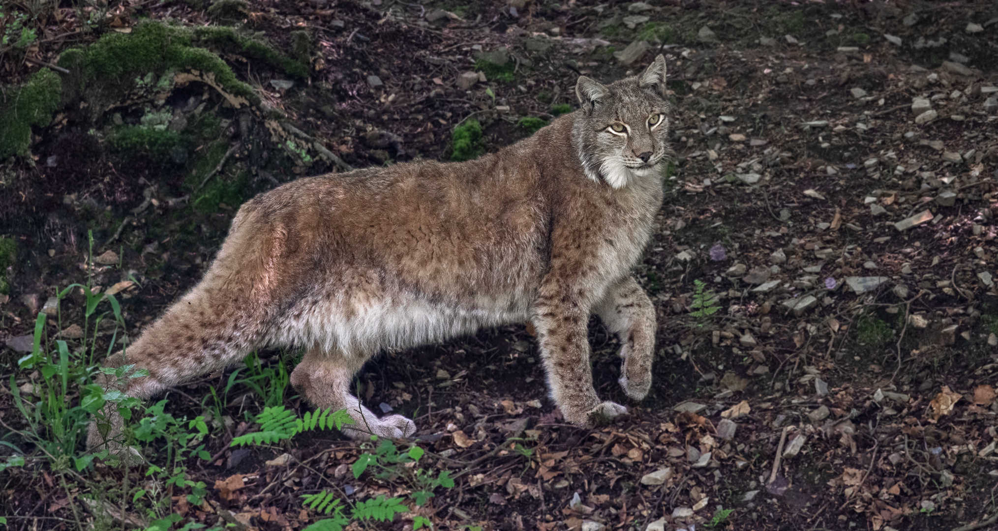 Luchs 006