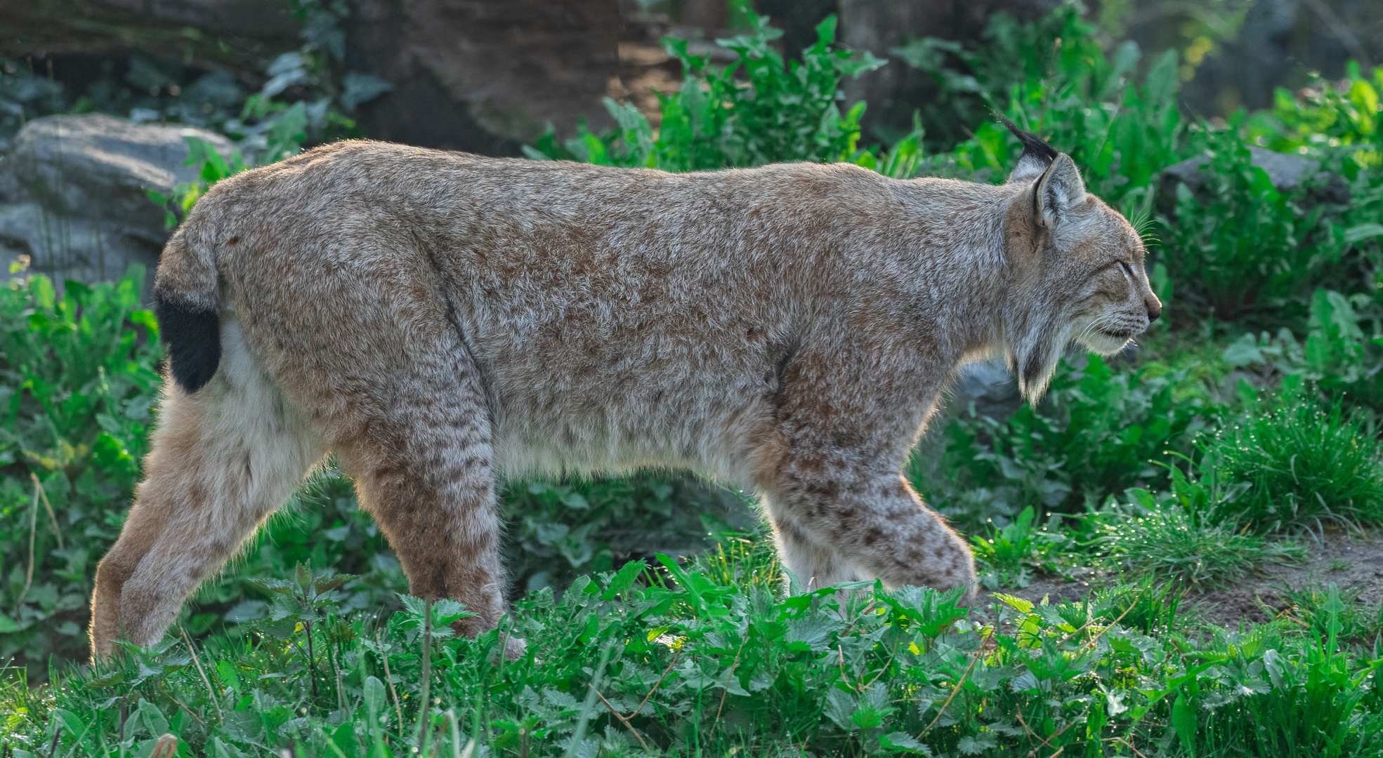 Luchs 009