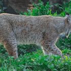 Luchs 009