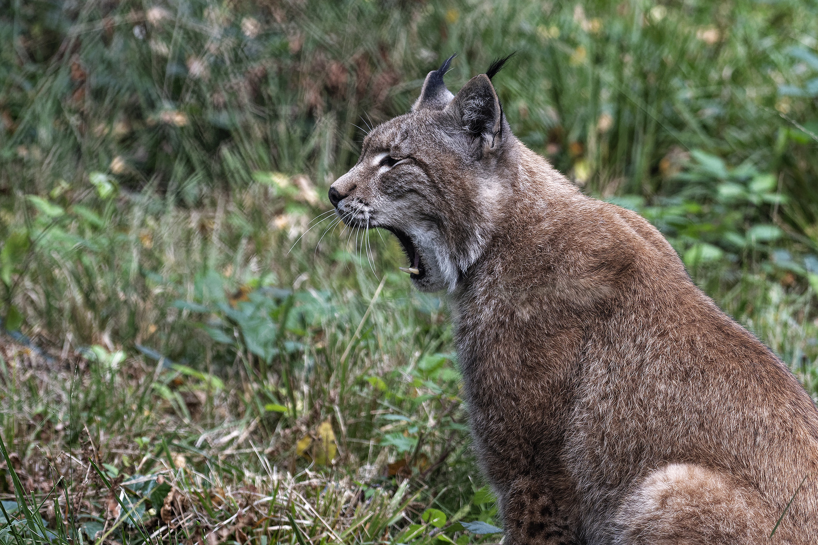 Luchs