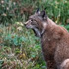 Luchs