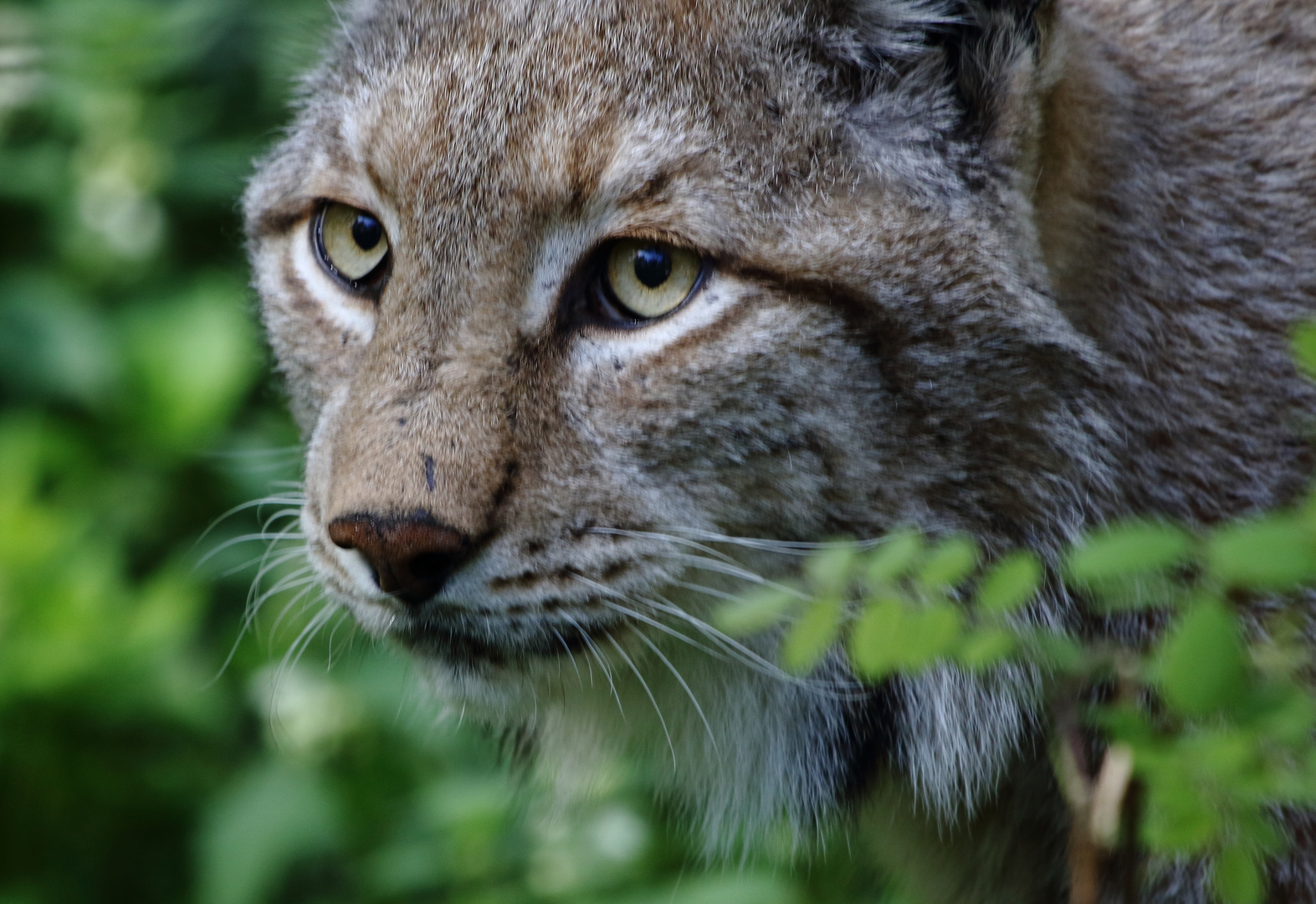 Luchs 01