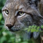 Luchs 01