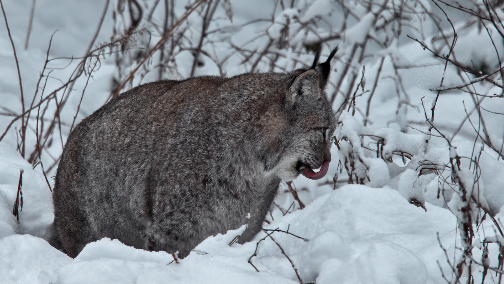 Luchs 010