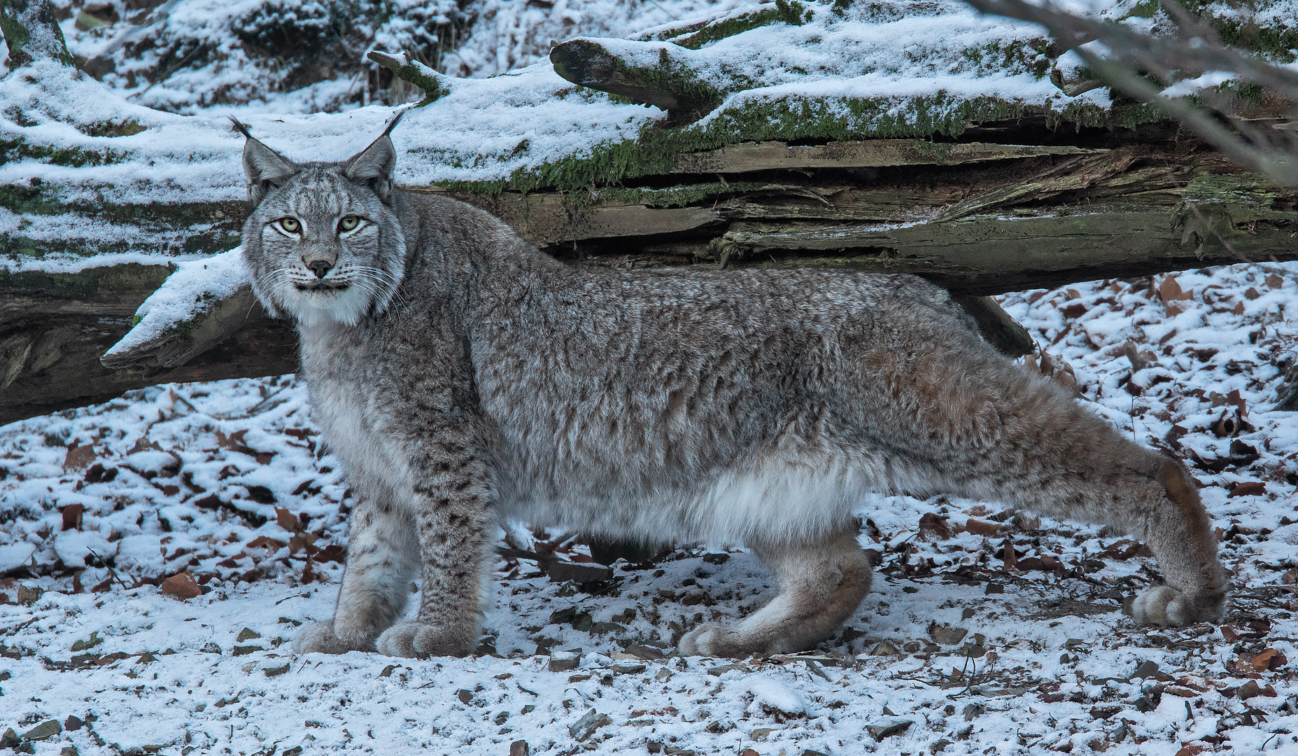 Luchs 012