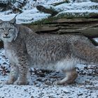 Luchs 012