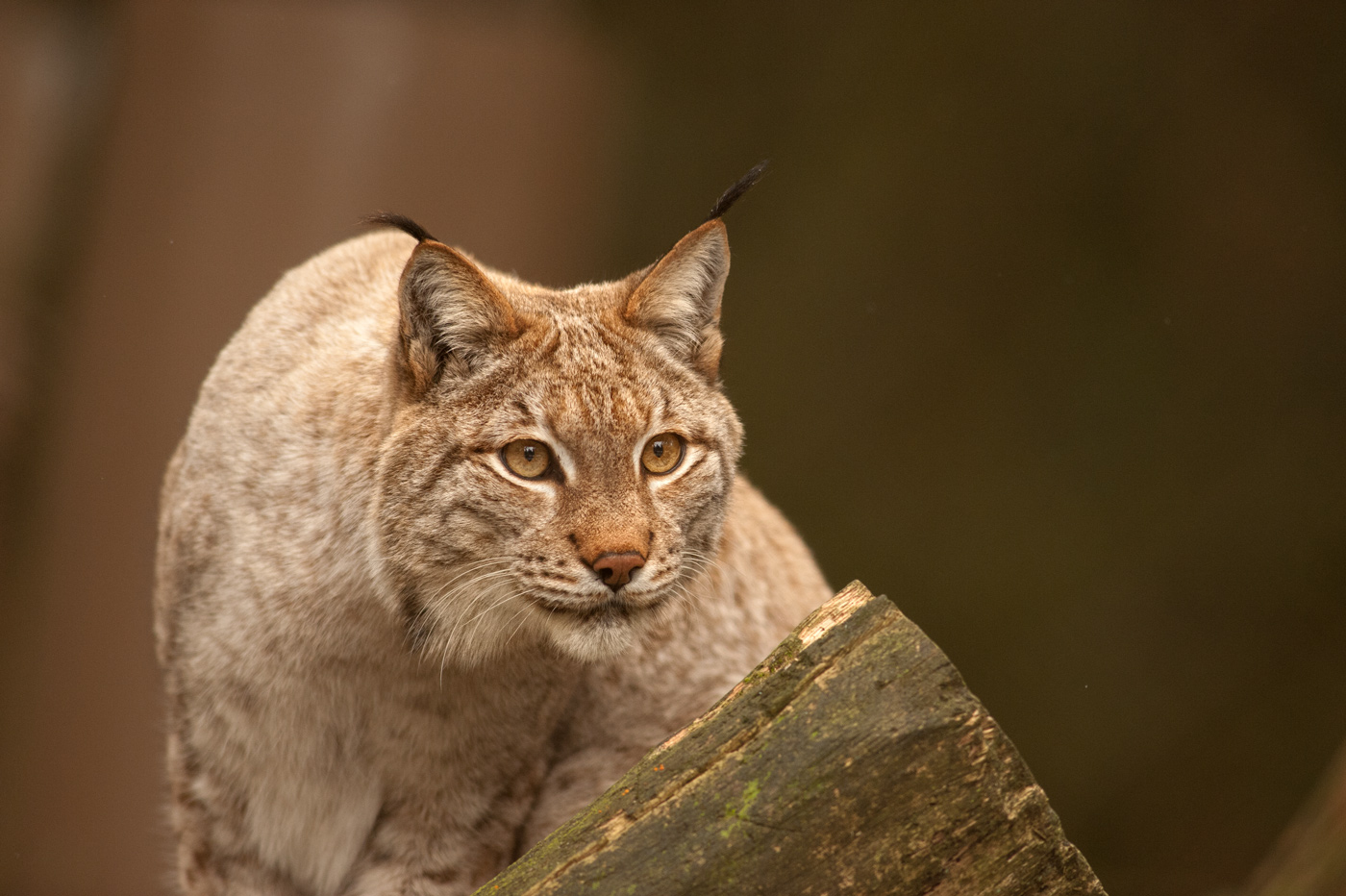 Luchs...