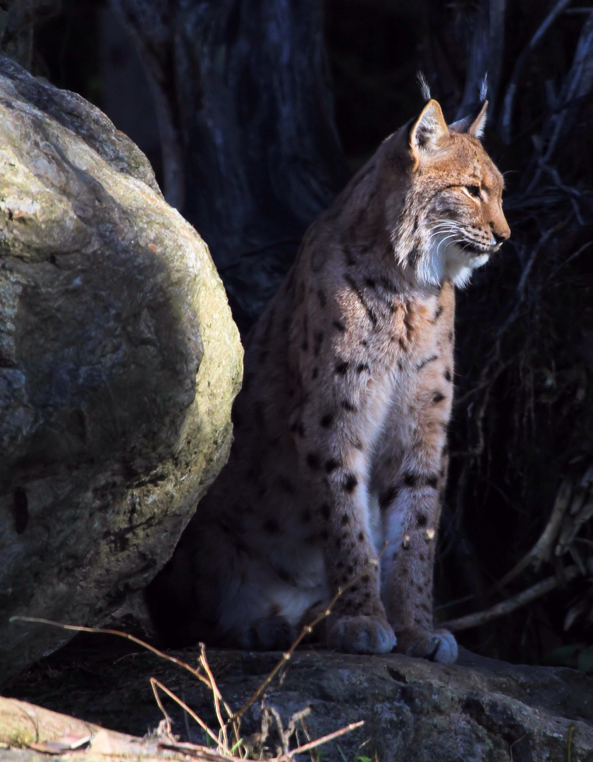 Luchs