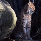 Luchs