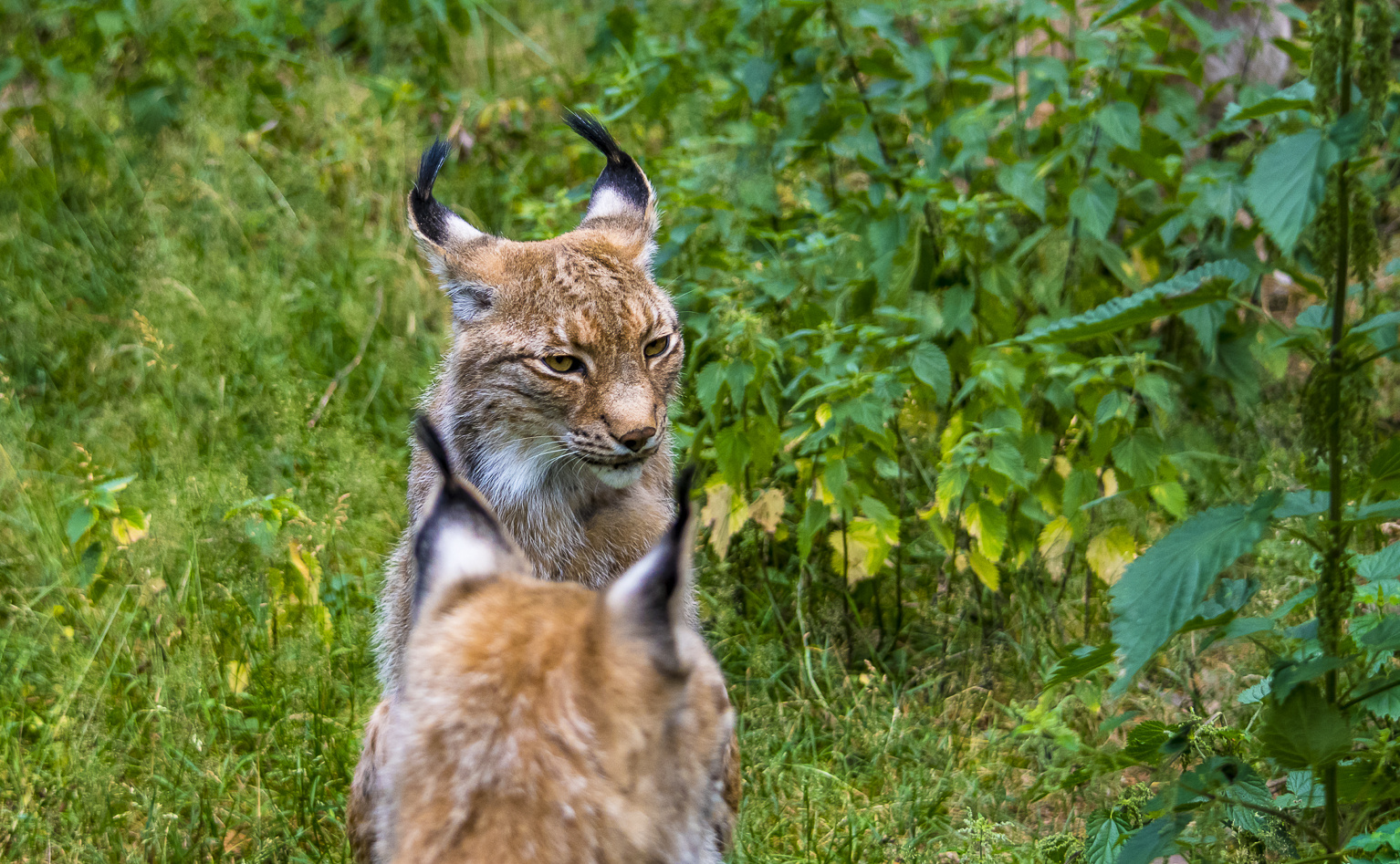 Luchs