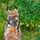 Luchs