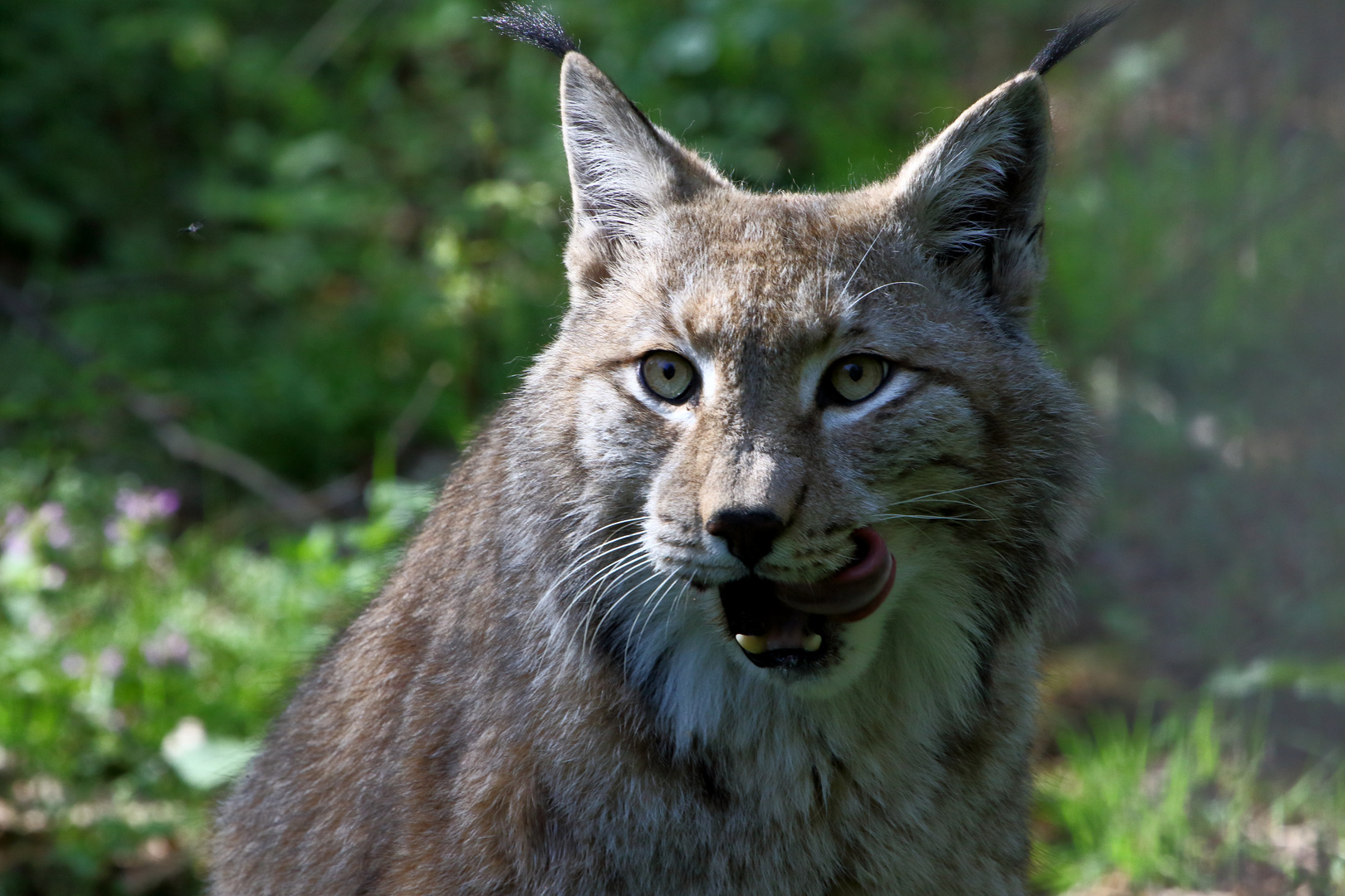 Luchs 02