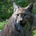 Luchs 02