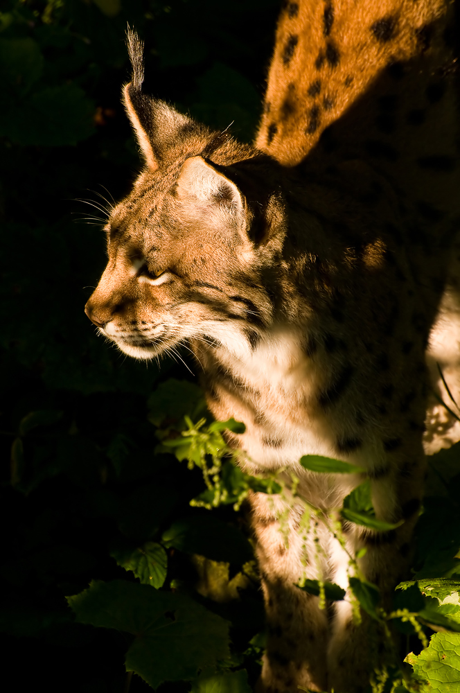 Luchs-02