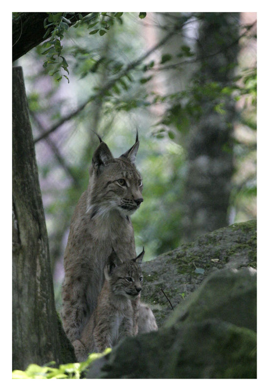 Luchs 02