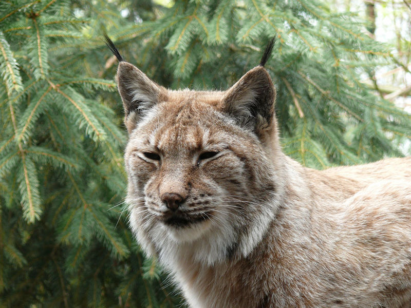 Luchs 02