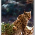 Luchs