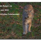 Luchs