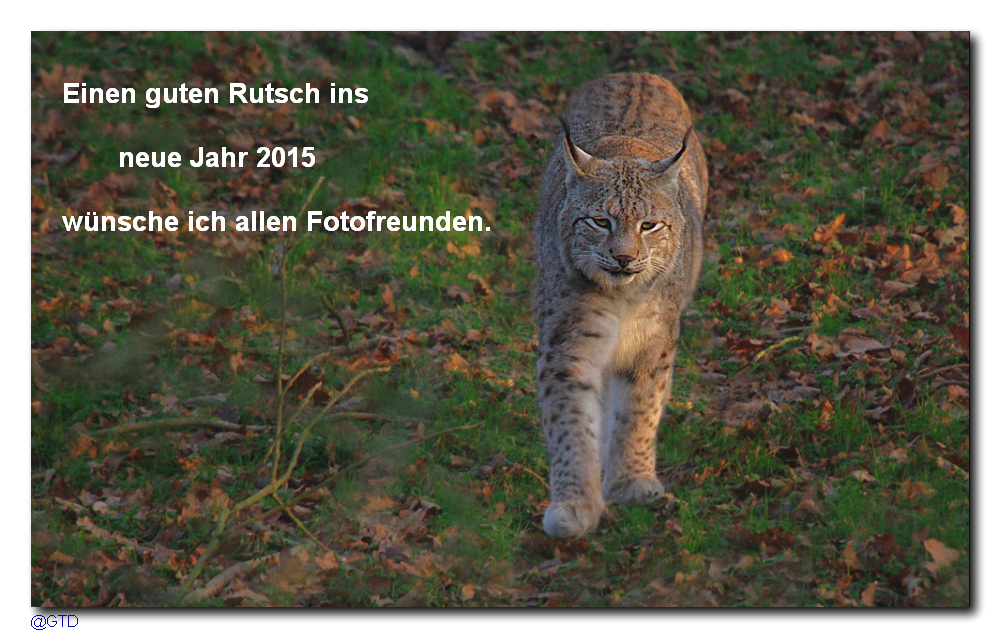 Luchs