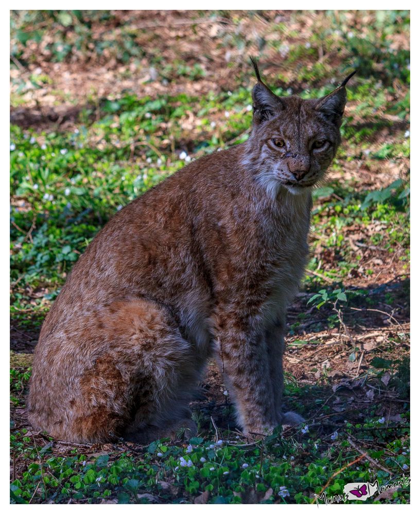 Luchs