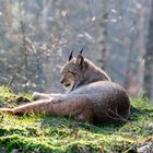 Luchs