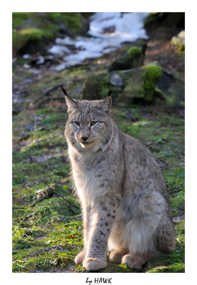 Luchs