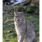 Luchs