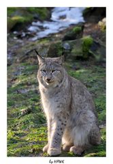 Luchs