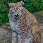 Luchs