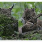 Luchs 03