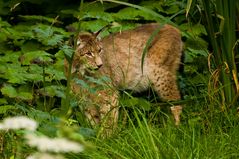 Luchs-03