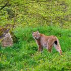 LUCHS