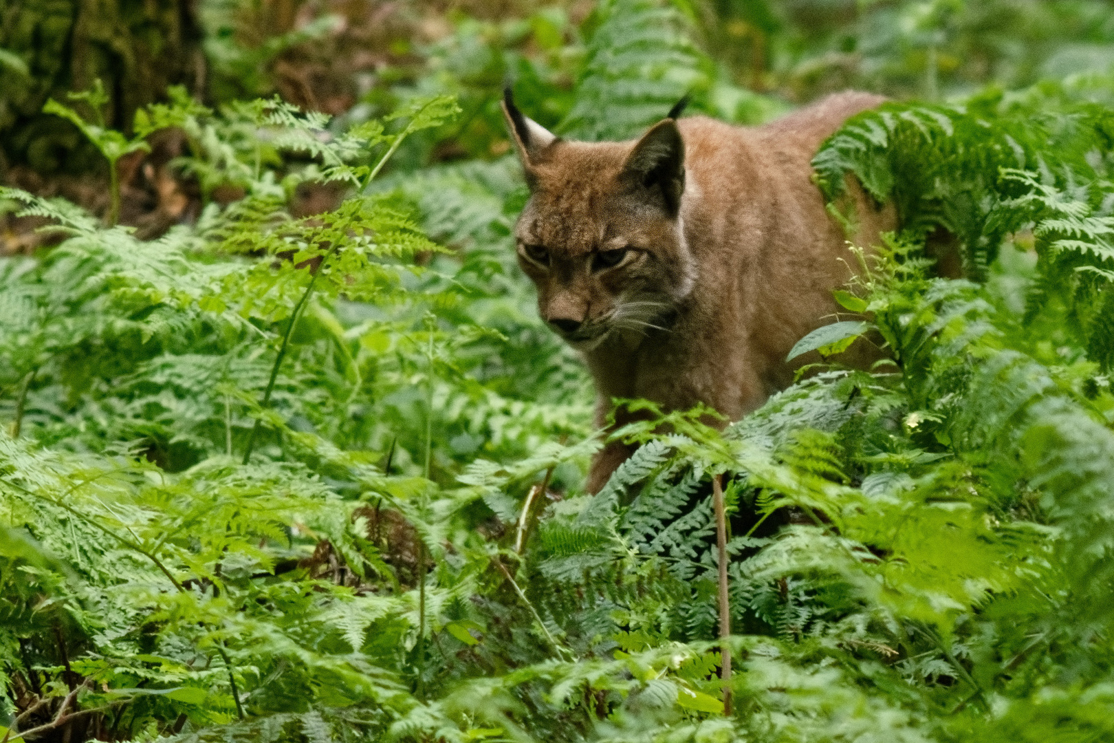 Luchs