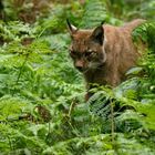 Luchs