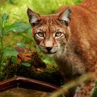 Luchs