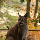 Luchs