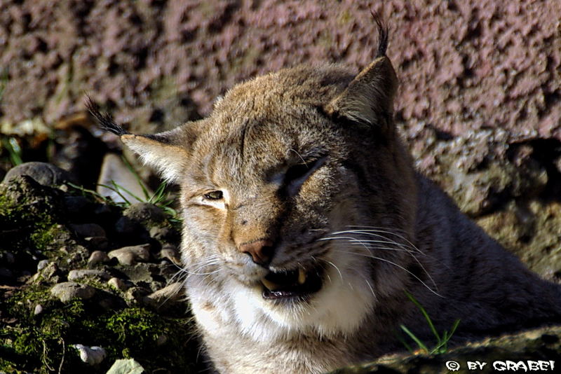 Luchs