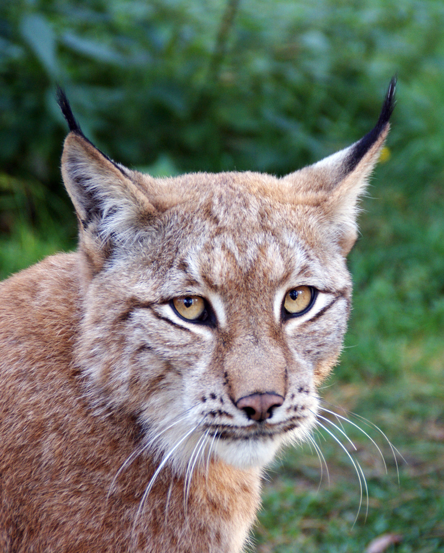 Luchs